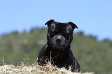 STAFFIE 363